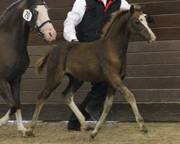 Sieger Welsh B - Stutfohlen v. Hogeland's Nandor ad Paulin.